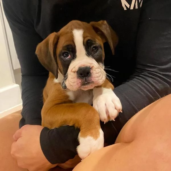 bellissimi cuccioli di boxer