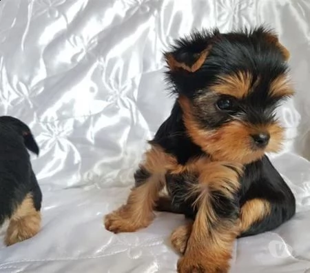 disponibili yorkshire terrier 