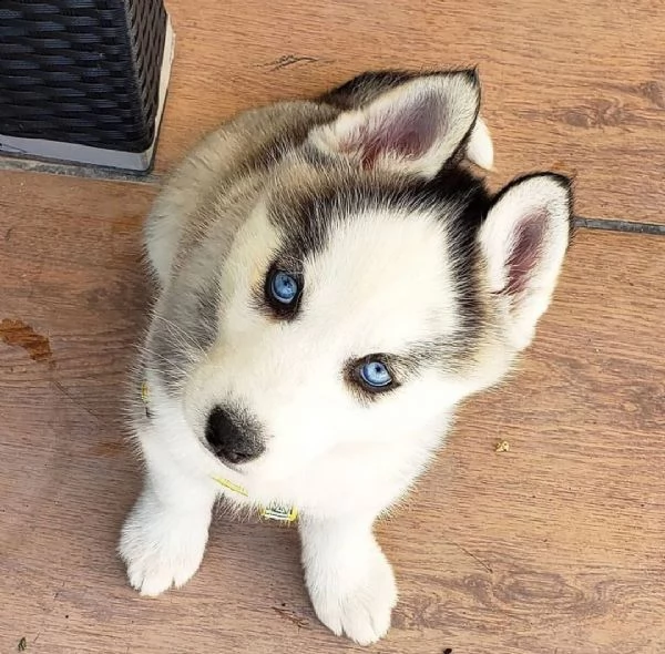 cuccioli di husky siberiani