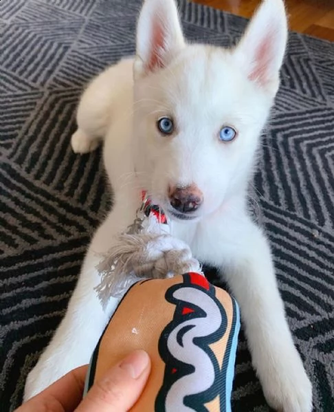 cuccioli di husky siberiani | Foto 0