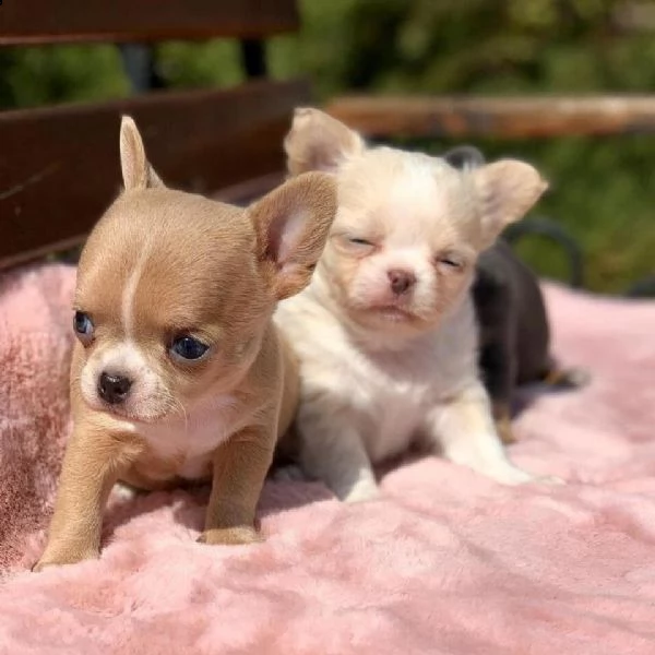 cuccioli di chihuahua maschio e femmina per amanti degli animali. cuccioli di chihuahua maschio e fe