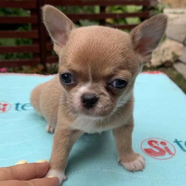 due cuccioli di chihuahua teacup hanno bisogno urgentemente di una nuova famiglia splendidi cuccioli
