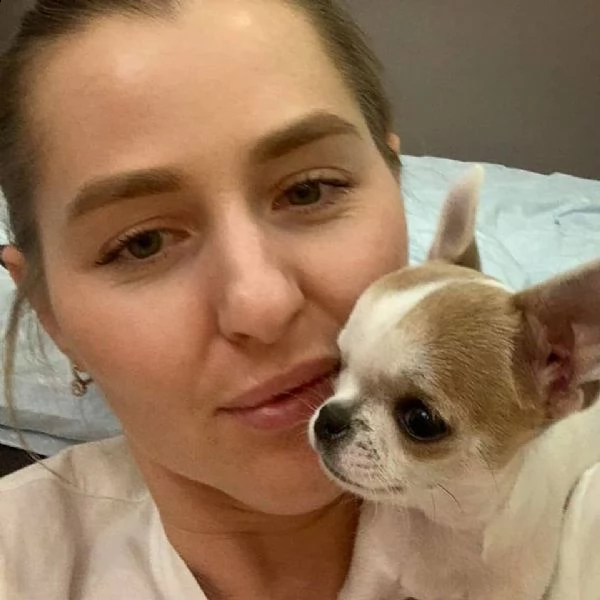 affascinante chihuahua maltese t-cup disponibile per qualsiasi nuova famiglia offro due cuccioli di 