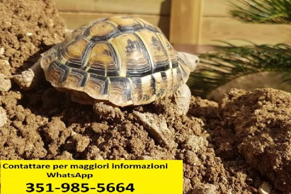 tartarughe di terra | Foto 0