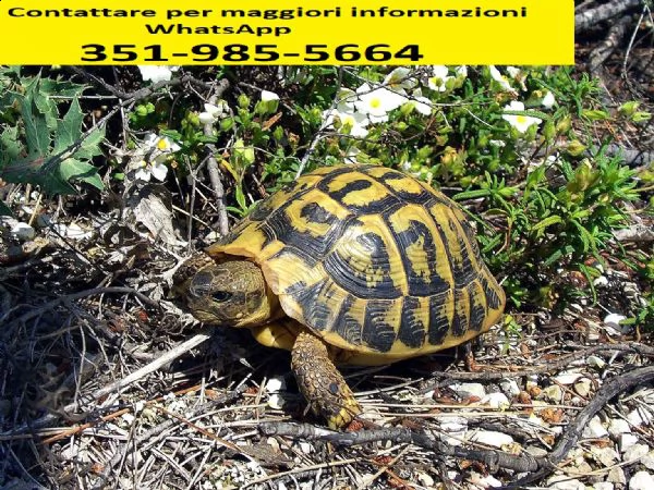 vendesi tartarughe di terra hermanni e graeca con cites