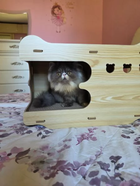 Cuccioli persiani  | Foto 15