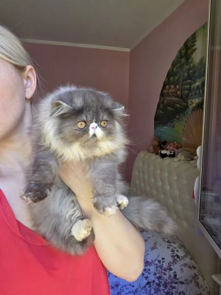 Cuccioli persiani  | Foto 14