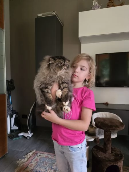 Cuccioli persiani  | Foto 13