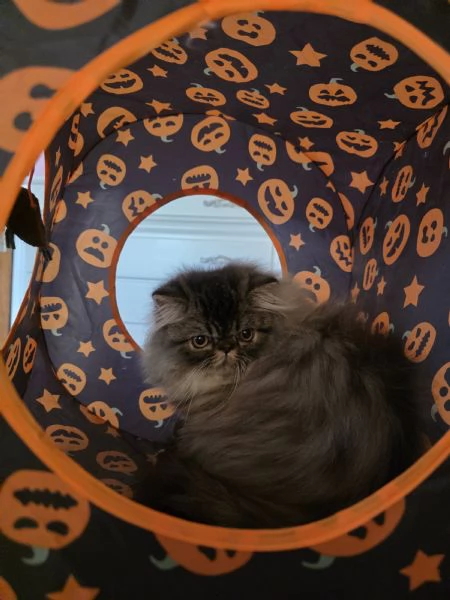 Cuccioli persiani  | Foto 12