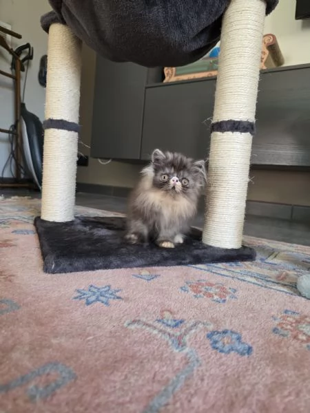 Cuccioli persiani  | Foto 11