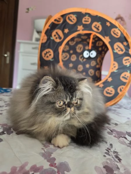 Cuccioli persiani  | Foto 10