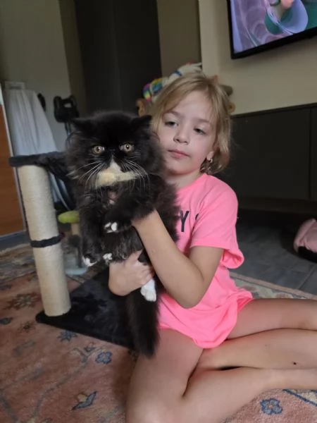 Cuccioli persiani  | Foto 9