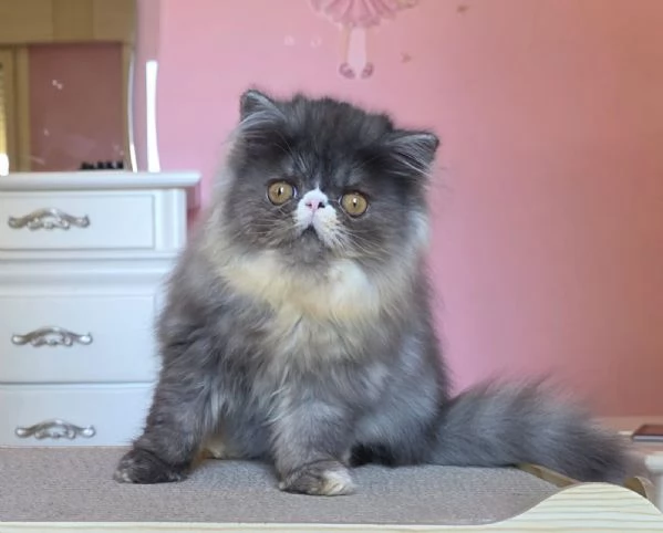 Cuccioli persiani  | Foto 8