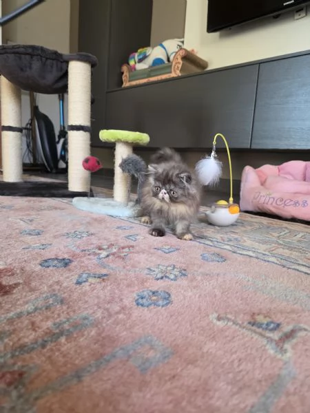 Cuccioli persiani  | Foto 7