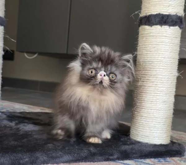 Cuccioli persiani  | Foto 6