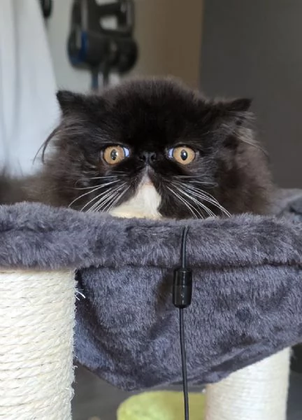 Cuccioli persiani  | Foto 5