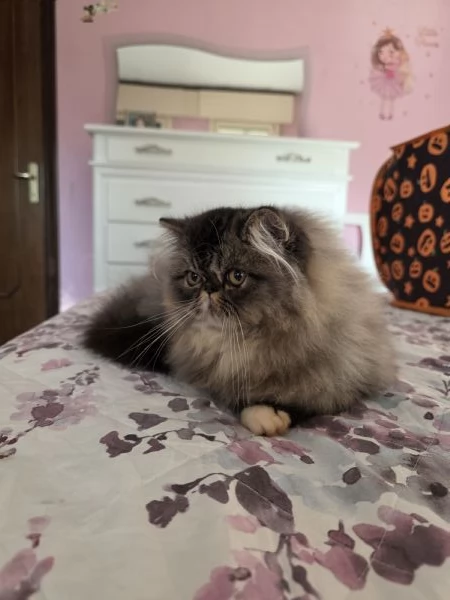 Cuccioli persiani  | Foto 4