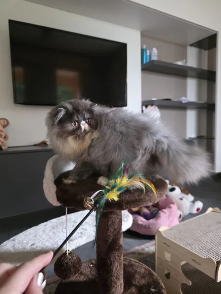 Cuccioli persiani  | Foto 3