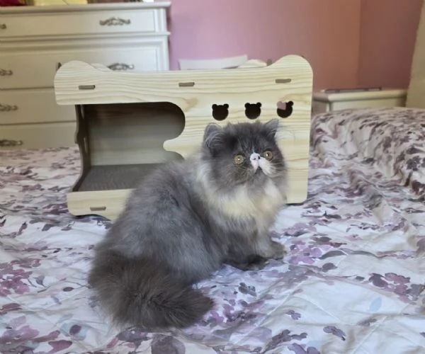 Cuccioli persiani  | Foto 2