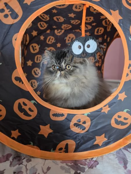 Cuccioli persiani  | Foto 1