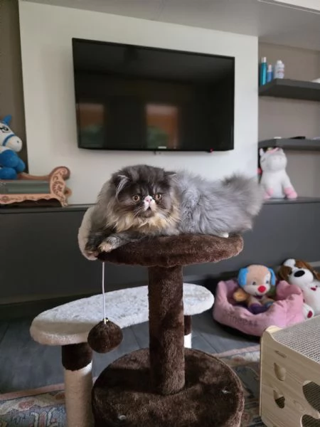 Cuccioli persiani  | Foto 0