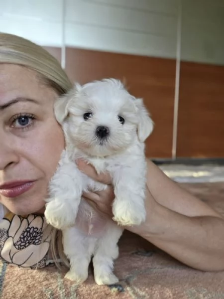 Cucioli di razza Maltese | Foto 4