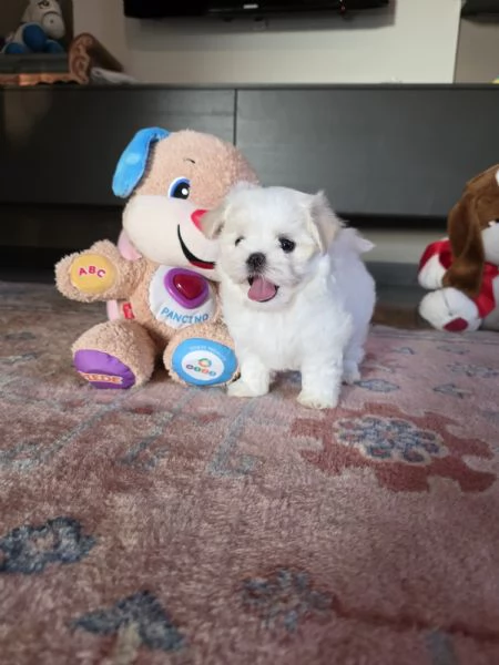 Cucioli di razza Maltese | Foto 3
