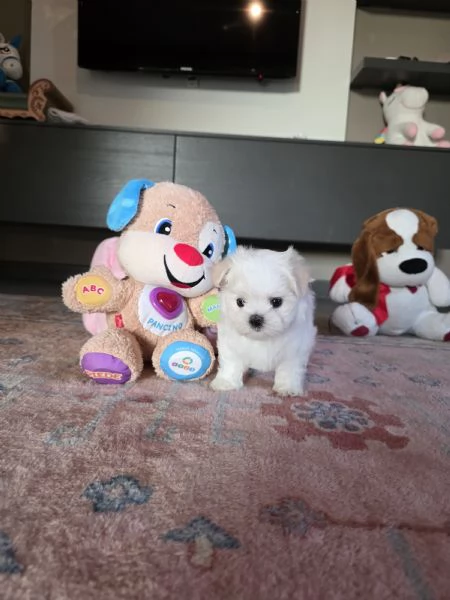 Cucioli di razza Maltese