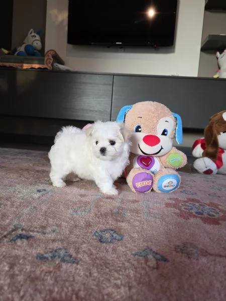 Cucioli di razza Maltese | Foto 2