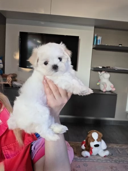 Cucioli di razza Maltese | Foto 1