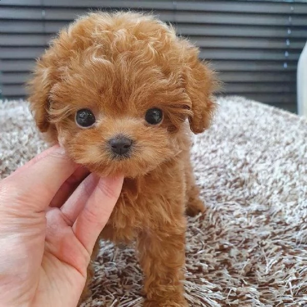 cuccioli di cane barboncino toy