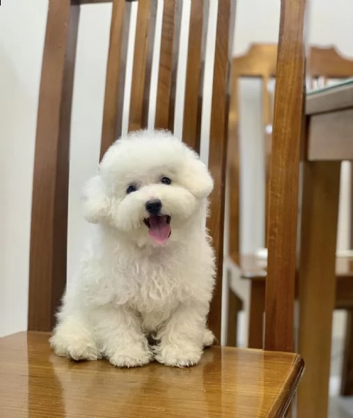 cuccioli di barboncini taglia piccola!!
