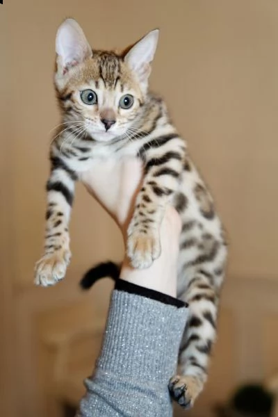 cuccioli di gatti bengala