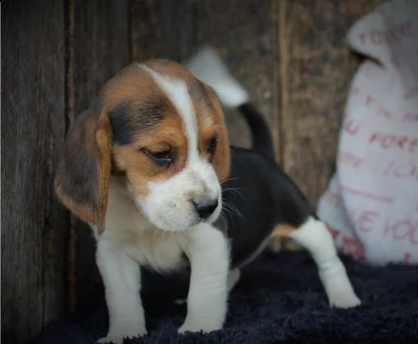 cuccioli di beagle | Foto 2