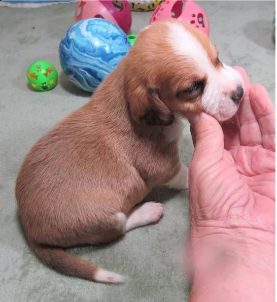 cuccioli di beagle | Foto 1