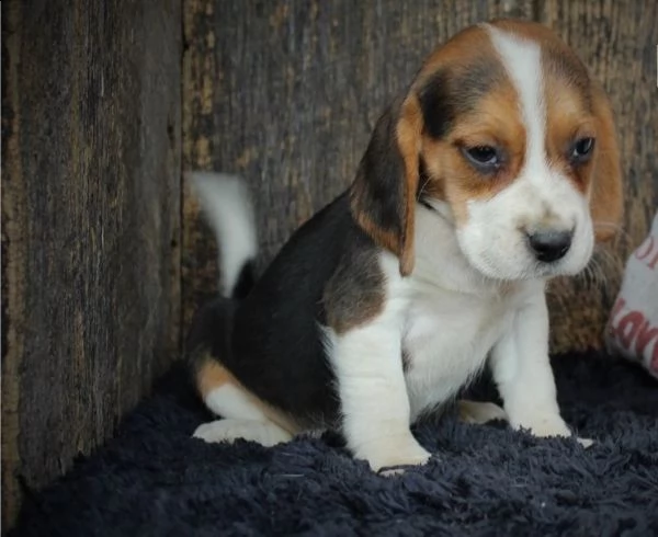 cuccioli di beagle | Foto 0