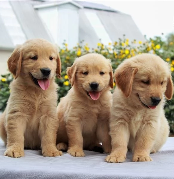 cuccioli di golden retriever con documenti  bellissimi e geneticamente sani i cuccioli di golden ret | Foto 0