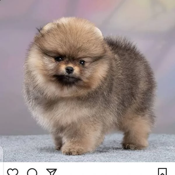 bellissimi cuccioli di pomerania disponibili | Foto 1