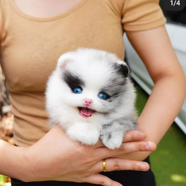 bellissimi cuccioli di pomerania disponibili | Foto 0