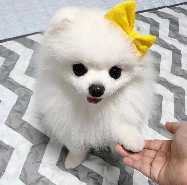 bellissimi cuccioli di pomerania disponibili