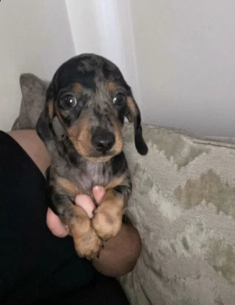 cuccioli di bassotto. | Foto 1