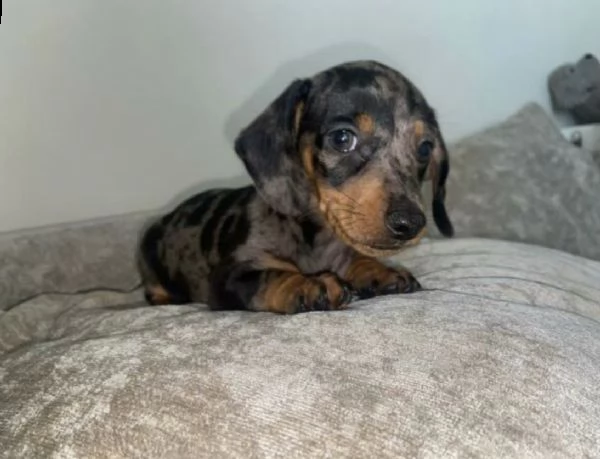 cuccioli di bassotto.