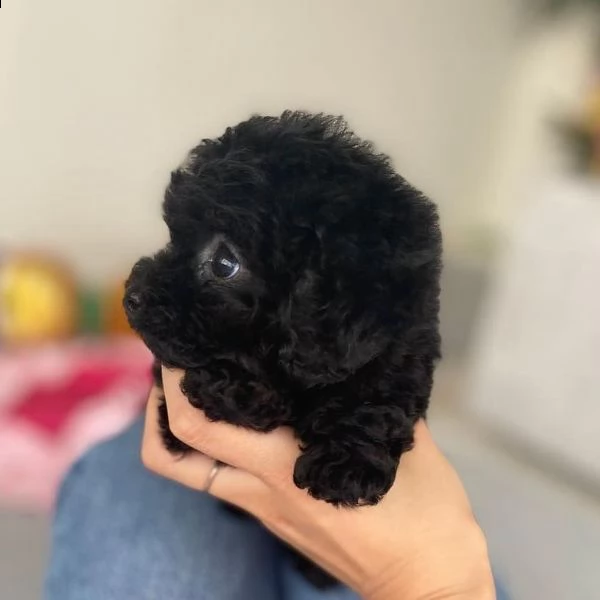 cuccioli di barboncino di razza | Foto 1