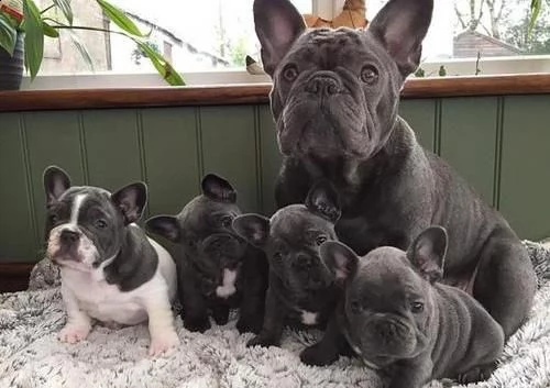 bulldog francese- whatsapp::::+4915213140266.