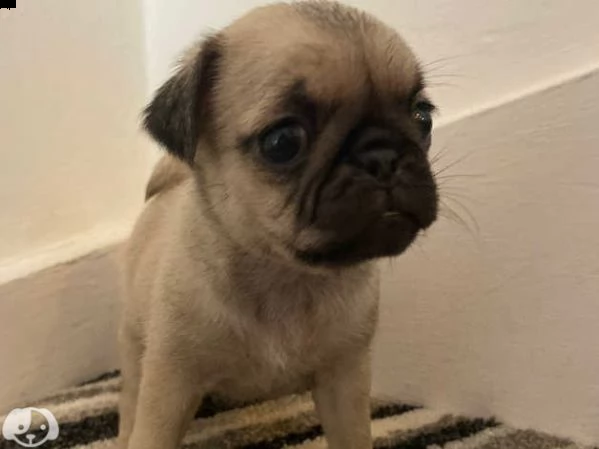 cuccioli di carlino | Foto 3