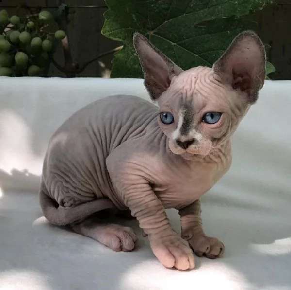 gattini sphynx disponibili
