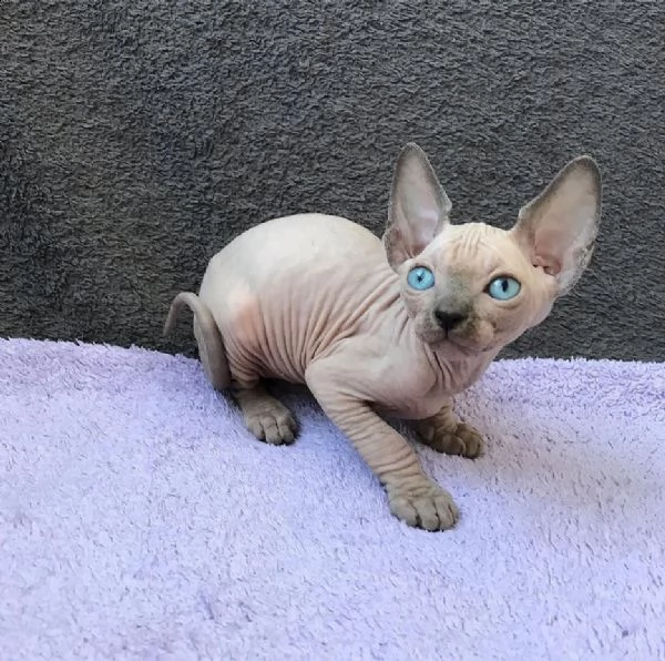 gattini sphynx disponibili | Foto 0