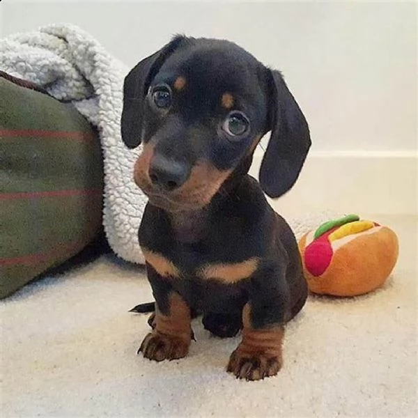 offre cuccioli bassoto 