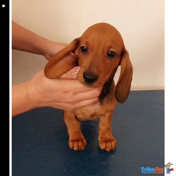 offre cuccioli bassoto  | Foto 0