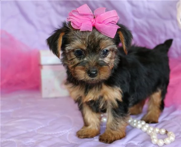 adorabili cuccioli di yorkie